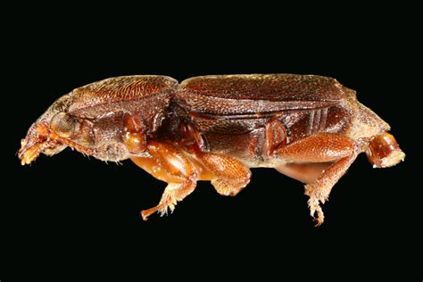 Carpophilus corticinus | Carpophiline-ID