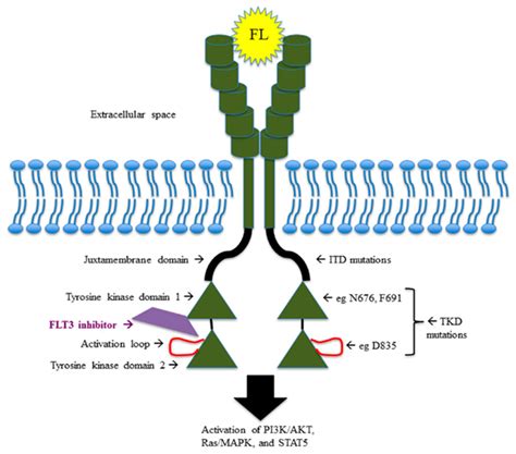 Cancers | Free Full-Text | Overcoming Resistance: FLT3 Inhibitors Past, Present, Future and the ...