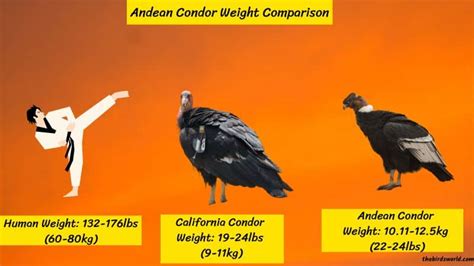 Condor Size Chart