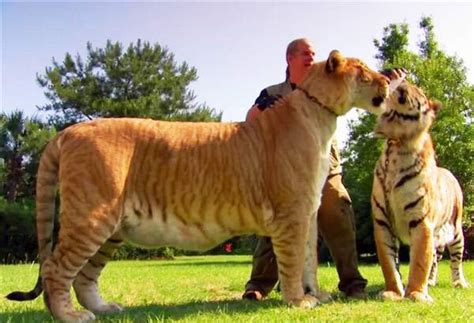 Tallest Liger - Sinbad the Liger