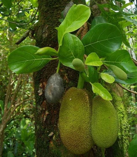 Moraceae - Alchetron, The Free Social Encyclopedia