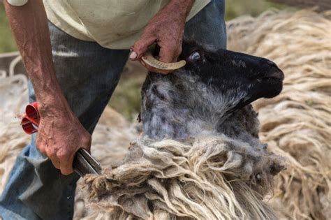 History of Wool and its Impact on the World's People - RaisingSheep.net