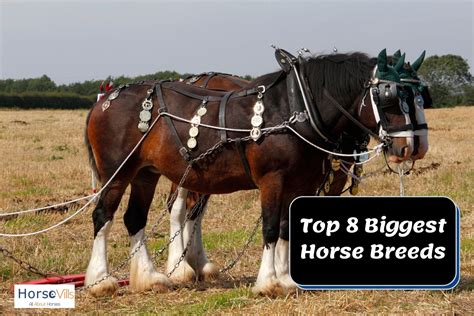 Top 8 Tallest and Biggest Horse Breeds in the World