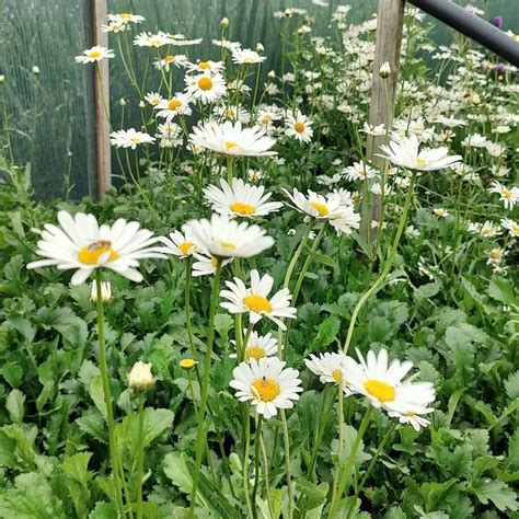 Buy Leucanthemum vulgare 'May Queen' (Ox-eye Daisy) in the UK