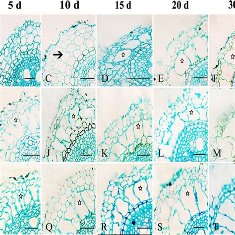 Ultrastructural changes of aerenchyma formation in the root cortex of ...