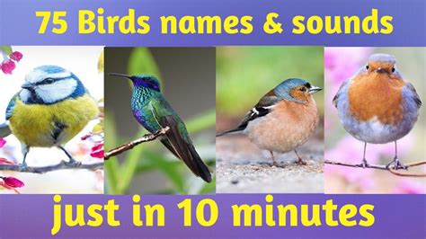 Birds names and sounds | Know bird species in English|Bird name and ...