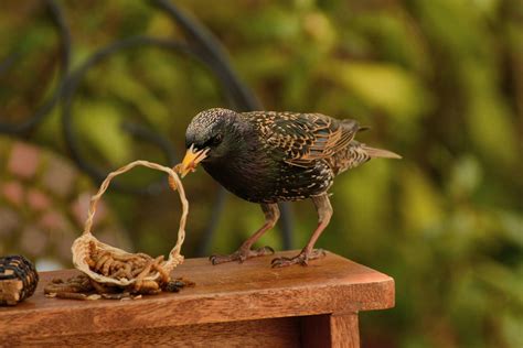 Roundworms in Birds - Symptoms, Causes, Diagnosis, Treatment, Recovery, Management, Cost