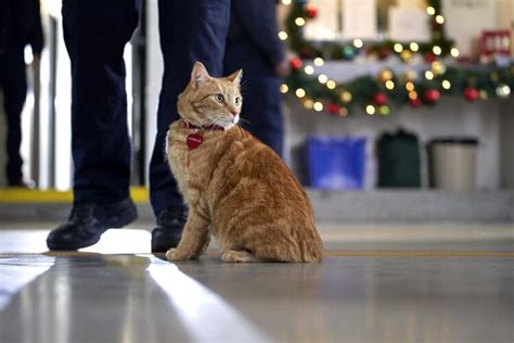 The Nine Kittens of Christmas - Photos