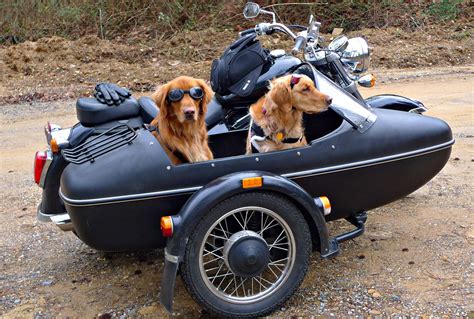 Why Some Dogs Are Riding Shotgun In Motorcycle Sidecars - Pet Friendly Real Estate