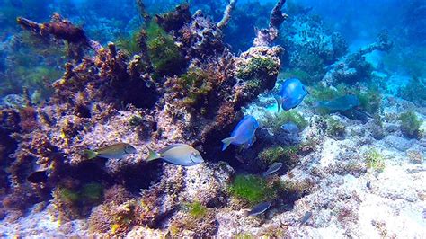 Best St Martin - Sint Maarten Snorkeling Spots