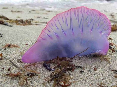 Deadliest Jellyfish: Here are the top 10 with the most painful stings » Safe Sea ® Lotion ...