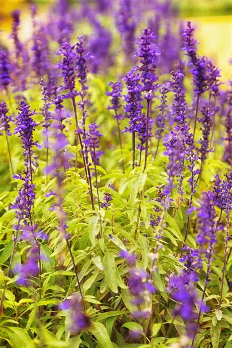 9 Popular Types of Sage Plants And Their Helpful Uses