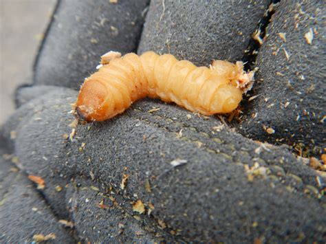 Master Arbor: Birch Tree Carpenter Worms