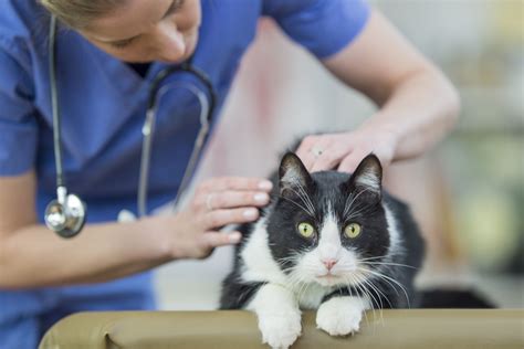 How to Know When to Call the Vet for Your Cat