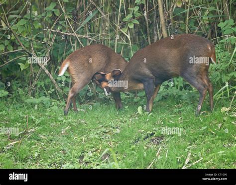 Mother and baby deer muntjac also called barking deer together Stock ...