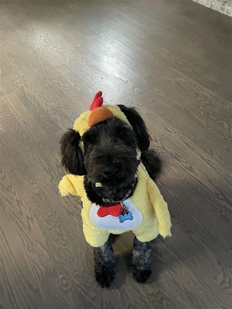 Duke found his Halloween costume : r/familyguy