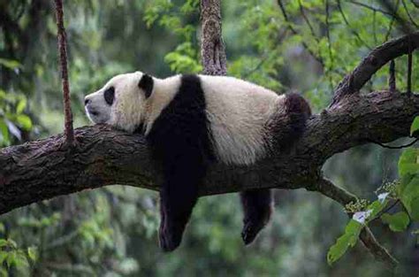 Do Giant Pandas Live in Trees? (Explained)