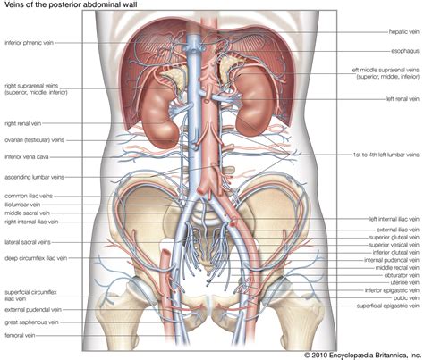 Tunica adventitia | anatomy | Britannica