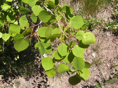 Plant Identification - Quaking Aspen