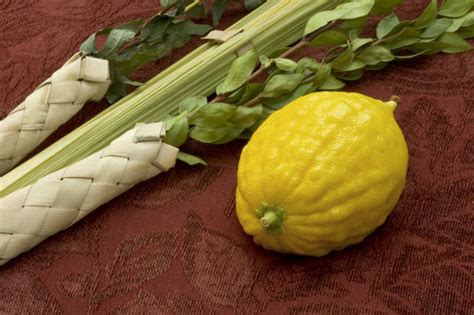 Lulav and Etrog Set | Shalom House Fine Judaica