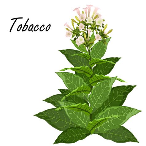 Planta Do Tabaco Banco de Imagens e Fotos de Stock - iStock
