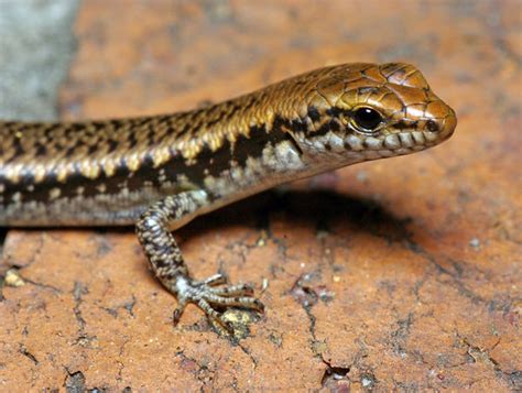 Garden Skink (Lampropholis delicata)