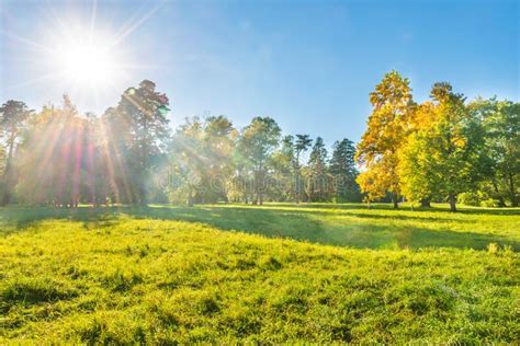 Green Field and Forest at Sunset Stock Image - Image of evening, light ...