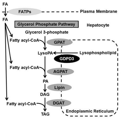 GDPD3 gene expression in mouse tissues. Twelve-week old mice were ...