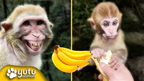 Cute and Funny Monkeys Eating Bananas By yutu animals - YouTube