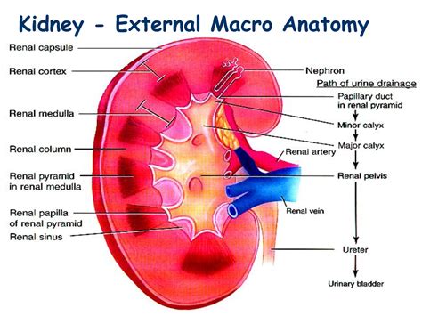 Ciencias de Joseleg: Anatomía del riñón humano, los lóbulos renales y cáliz menor