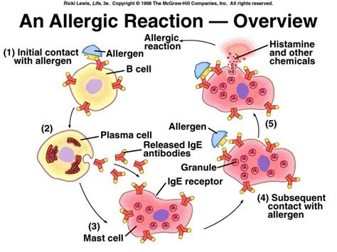 Pink Cadbury: Allergy and Histamines - What they are…What they cause