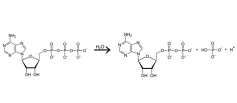 ATP hydrolysis with molecular structures that show dissociation at ...