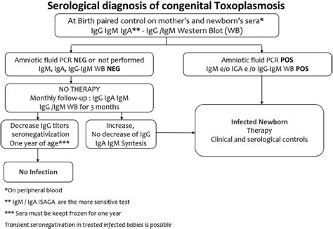 Frontiers | Congenital Toxoplasmosis: The State of the Art