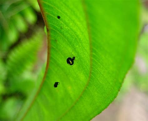 Cobweb Spider | Project Noah