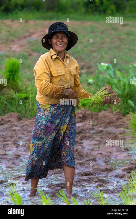 Khmer farmer working in a rice field. Battambang. Cambodia Stock Photo - Alamy