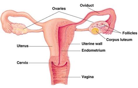 Anatomi Organ Reproduksi Perempuan | BagiTips