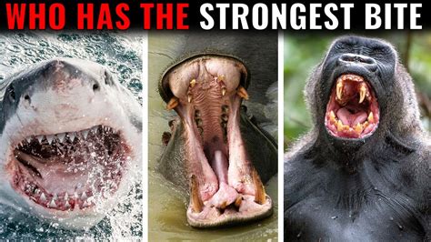 Animals With The Strongest Bites - YouTube