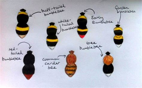 Bumblebee Identification | beelady