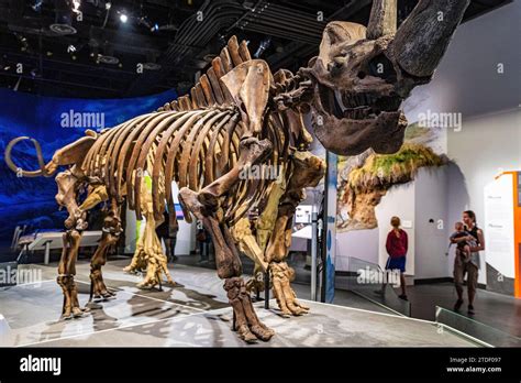 Dinosaur exhibits, Royal Tyrrell Museum, Drumheller, Alberta, Canada ...