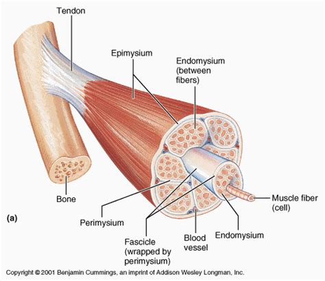 Fascículo muscular - Muscle fascicle - abcdef.wiki