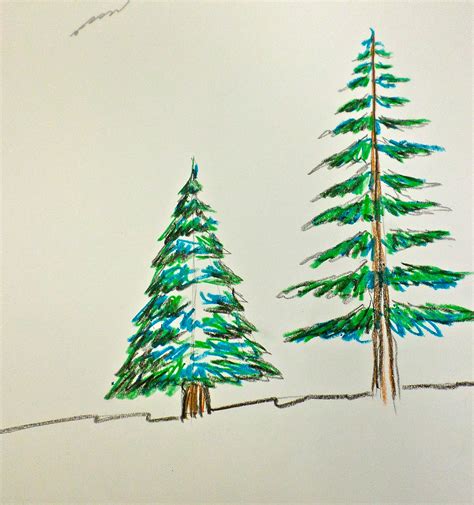 Evergreen Drawing at GetDrawings | Free download