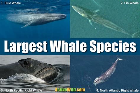 Worlds Biggest Whale Ever