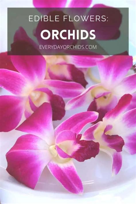 Are Orchids Edible? Fun Facts And How To Use Them - Everyday Orchids