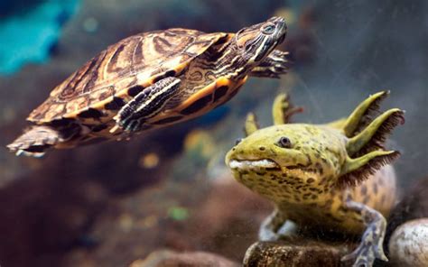 Can Reptiles and Amphibians Live Together? | Reptiles' Cove