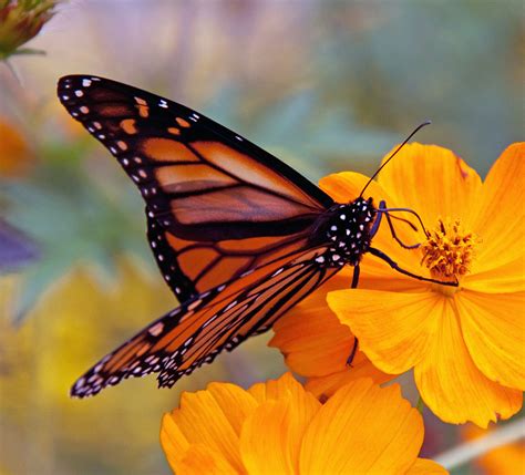 Monarch Butterflies Could Go Extinct In The Next Few Years If Federal Protections Are Not ...