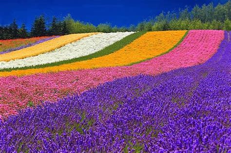 Top 15+ Flower Fields in the World - World Top Top