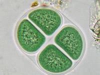 43 Algae - Cyanophyta ideas | algae, protists, microscopic photography