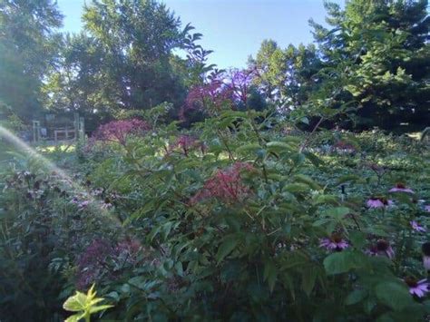 How to Grow Elderberry - Permaculture Plants