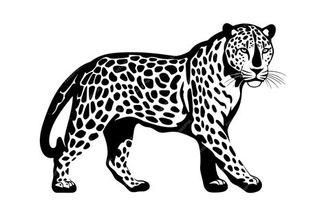 Premium Vector | Jaguar silhouette isolated on white background vector illustration