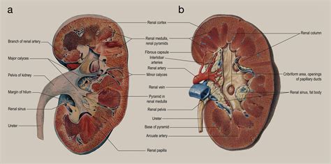 Anatomy of the kidney and ureter - Surgery - Oxford International Edition